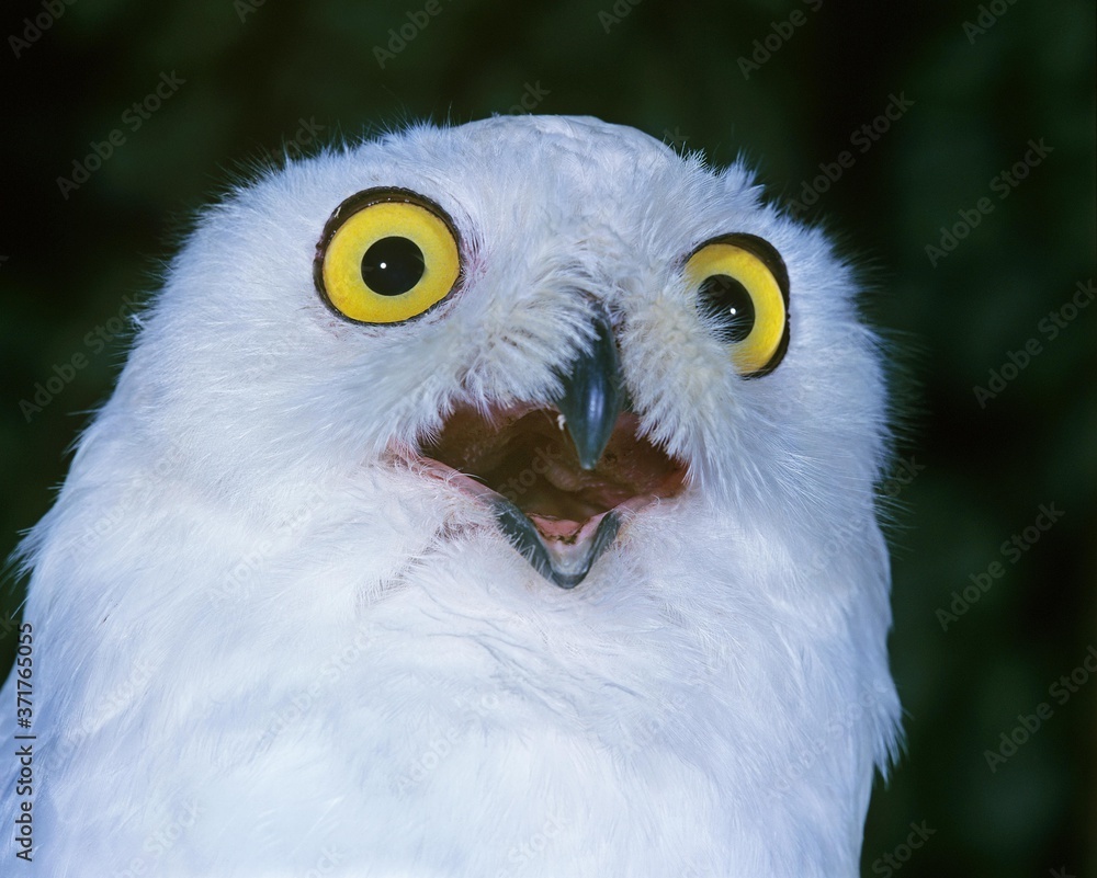 Fototapeta premium Snowy Owl, nyctea scandiaca, with Open Beak, Calling