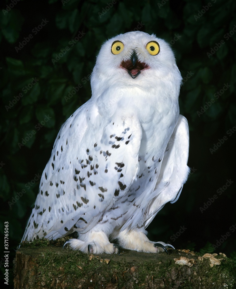 Obraz premium Snowy Owl, nyctea scandiaca, with Open Beak, Calling