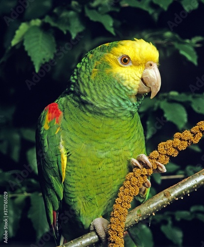 Yellow-Headed Parrot, amazona oratrix, Eating