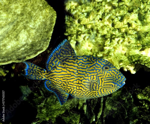 Blue or Blue-Lined Tiggerfish, pseudobalistes fuscus photo