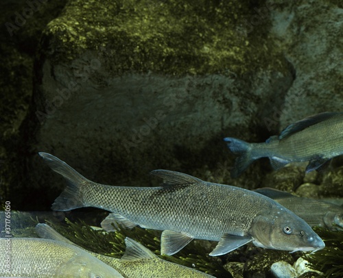 Fotografía Barbel, barbus barbus