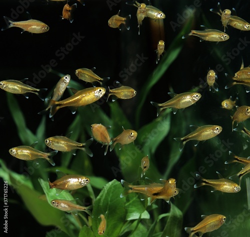 Fotografie Silver-Tipped Tetra, hasemania nana