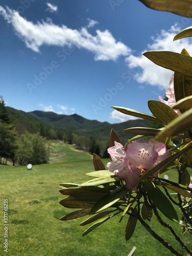 pink flower in the meadow