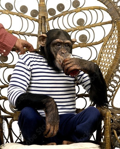 Carta da parati Chimpanzee, pan troglodytes, Trained Animal with Man Clothes