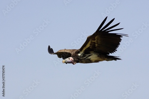 Lappet Faced Vulture, torgos tracheliotus, In Flight, Masai Mara Park in Kenya