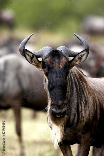 Blue Wildebeest, connochaetes taurinus, Portrait, Masai Mara park in Kenya