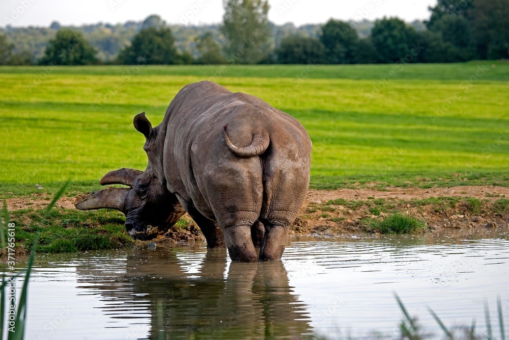 Fototapeta premium White Rhinoceros, ceratotherium simum at Cerza Zoological Park in Normandy