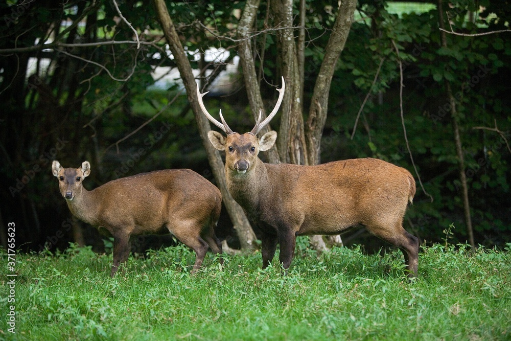 Obraz premium Hog Deer, axis porcinus, Pair