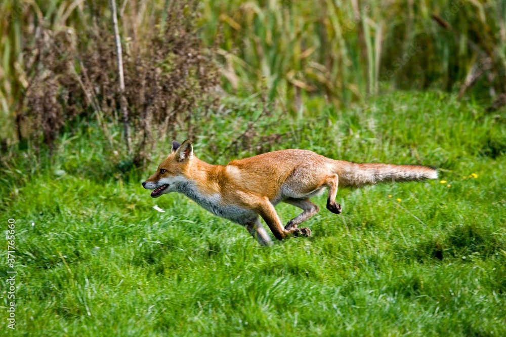 Red Fox, vulpes vulpes, Adult running, Normandy