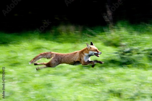 Photography Red Fox, vulpes vulpes, Adult running, Normandy