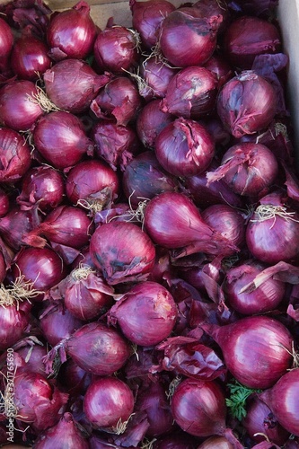 Red Onions, allium cepa at Vegetable Market