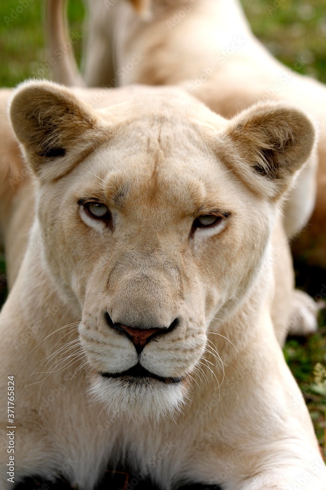 White Lion, panthera leo krugensis, Portrait of Female White Lion, panthera leo krugensis, Portrait of Female