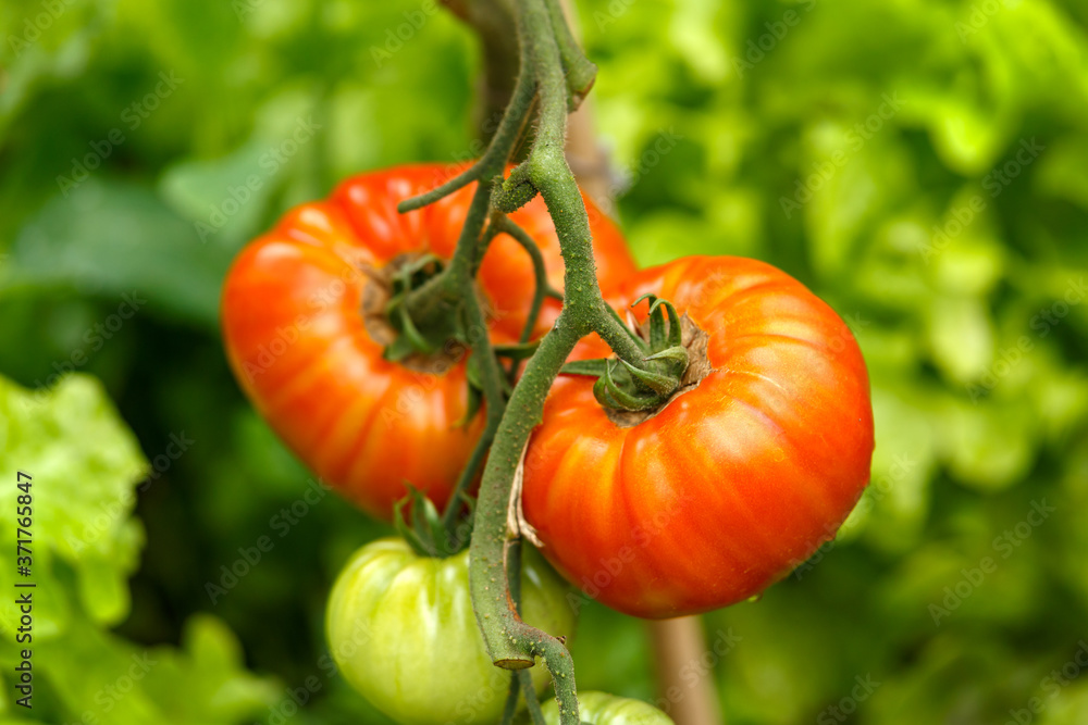 Tomato Gigantomo F1 Hybrid fruit plant growing in summer kitchen garden