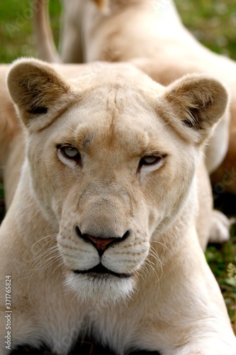 White Lion  panthera leo krugensis  Portrait of Female