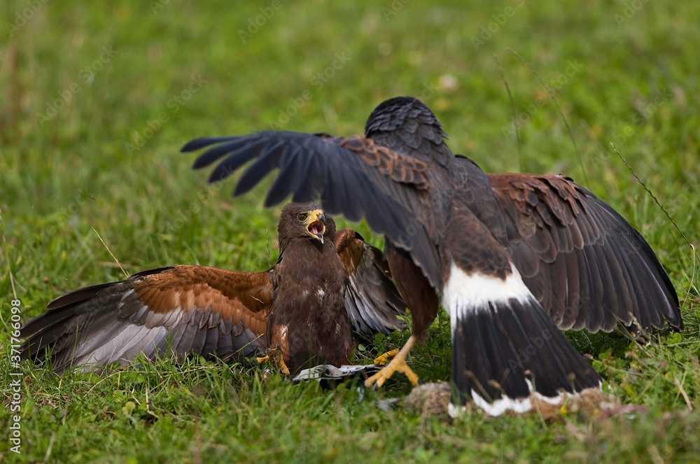 Fototapeta premium Harris Hawk, parabuteo unicinctus, in Defensive Posture on a Kill