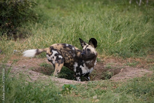 Фотография African Wild Dog, lycaon pictus, standing at Den Entrance, Namibia