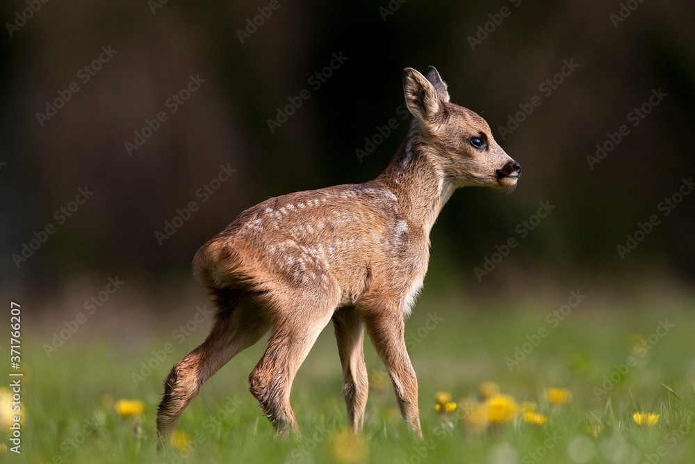 Obraz premium Roe Deer, capreolus capreolus, Fawn with Flowers, Normandy