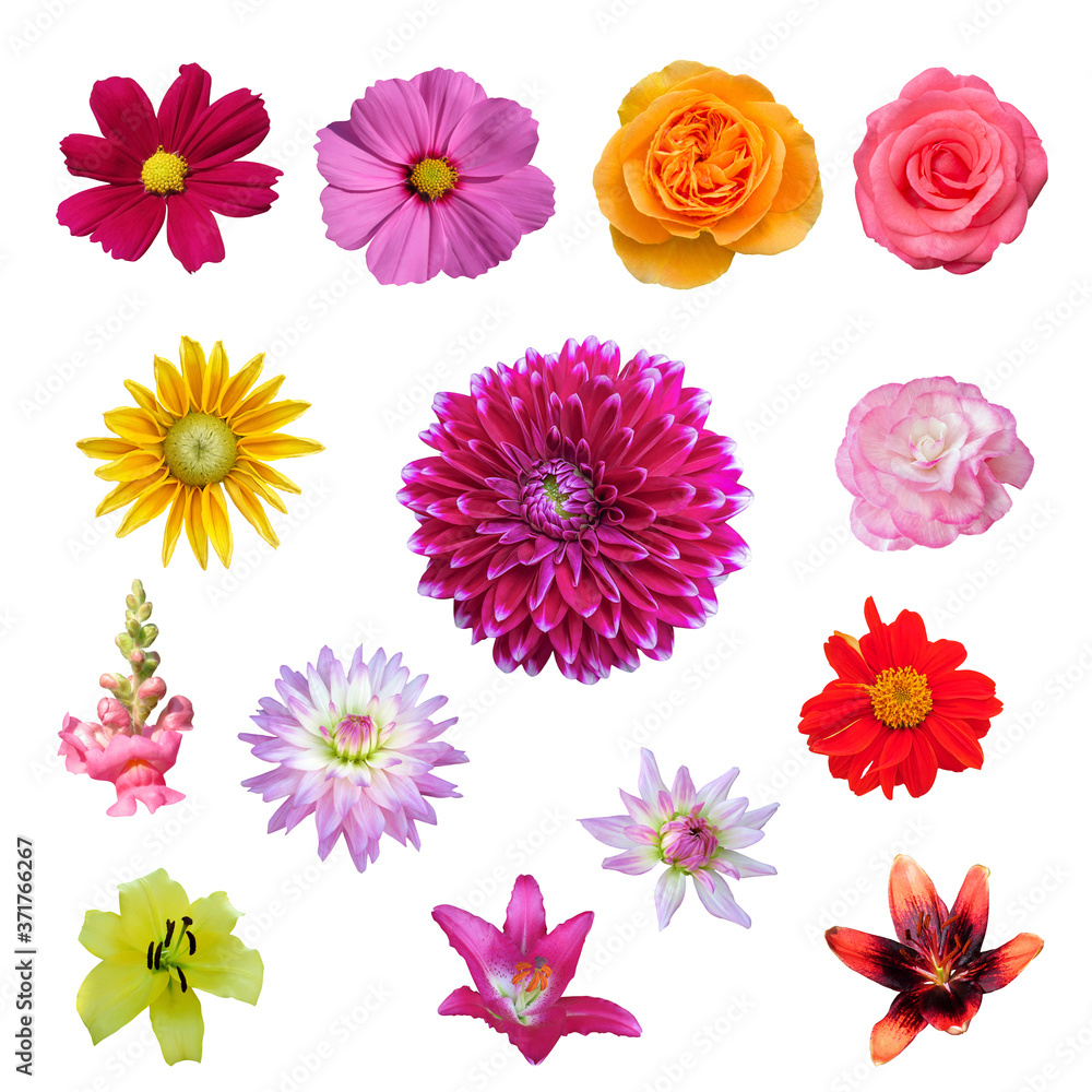 Different flowers set on white background Different flowers set on white background