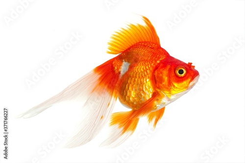 Ryukin Goldfish  carassius auratus  Adult Against White Background