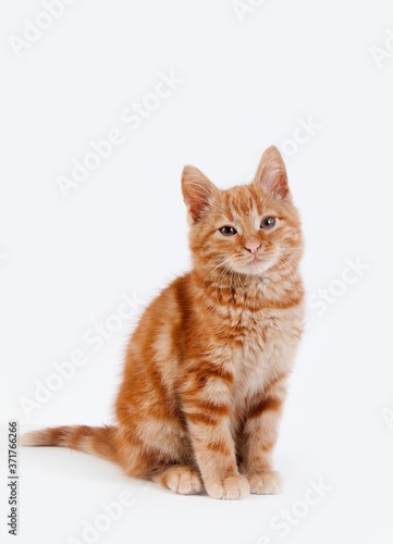 Fototapeta Naklejka Na Ścianę i Meble -  Red Tabby Domestic Cat, Kitten against White Background
