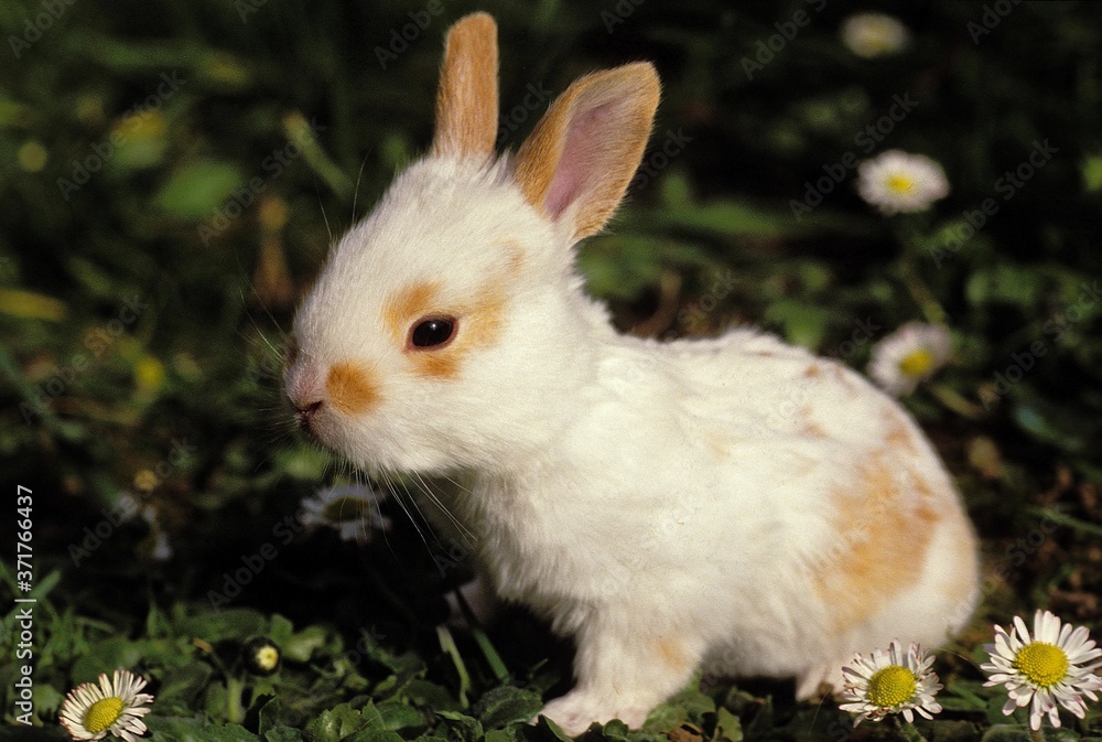 Dwarf Rabbit With Flowers Dwarf Rabbit With Flowers