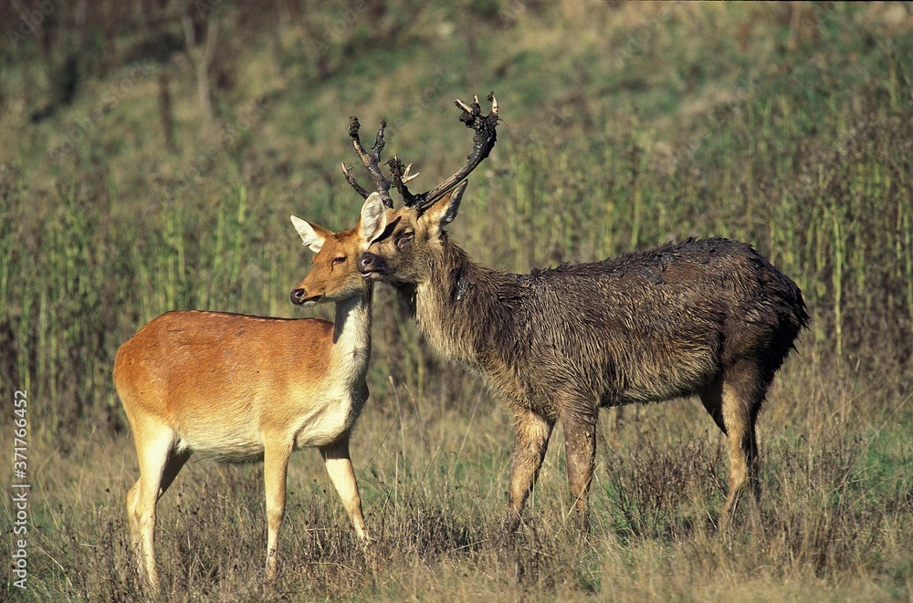 Barasingha Deer or Swamp Deer, cervus duvauceli, Pair Barasingha Deer or Swamp Deer, cervus duvauceli, Pair