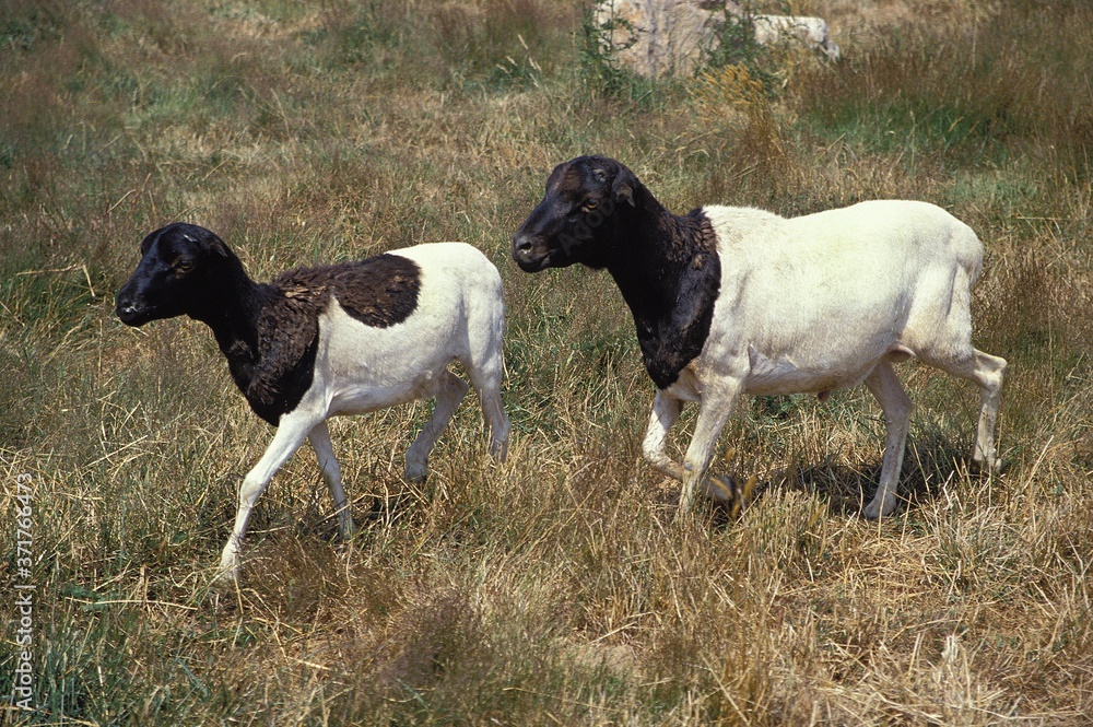 Somali Domestic Sheep or Berbera Blackhead Sheep