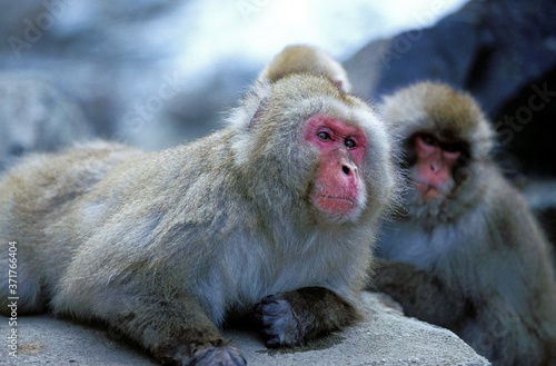 Canvas Print Japanese Macaque, macaca fuscata, Hokkaido Island in Japan
