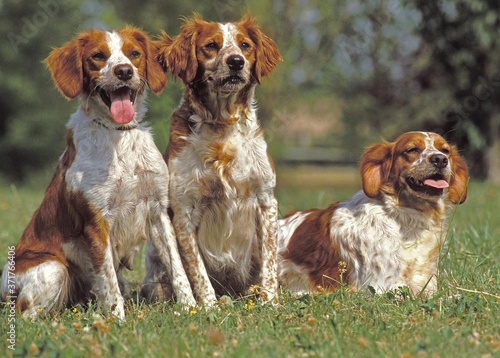 Britany Spaniel, Dog standing on Lawn