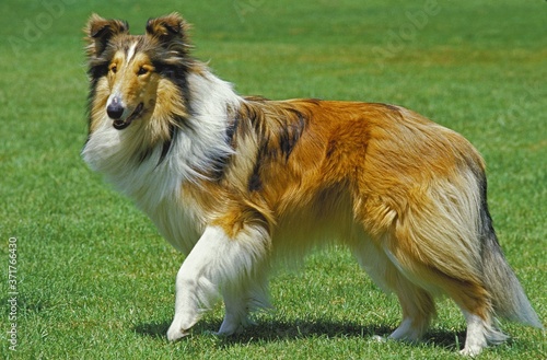 Collie Dog standing on Lawn