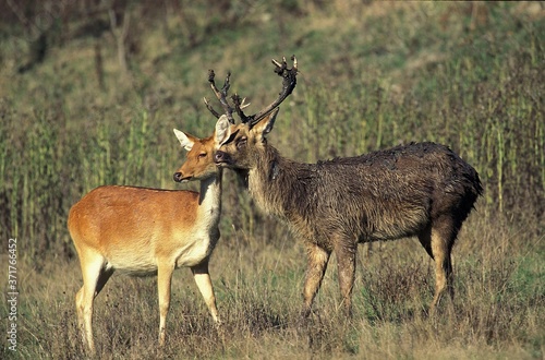 Barasingha Deer or Swamp Deer  cervus duvauceli  Pair