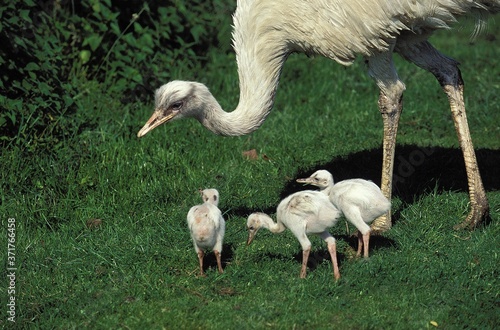 American Rhea, rhea americana, Mother and Chicks photo