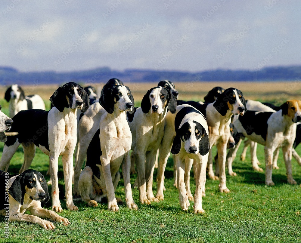 Great Anglo-French White and Black Hound, Pack for Fox hunting Great Anglo-French White and Black Hound, Pack for Fox hunting