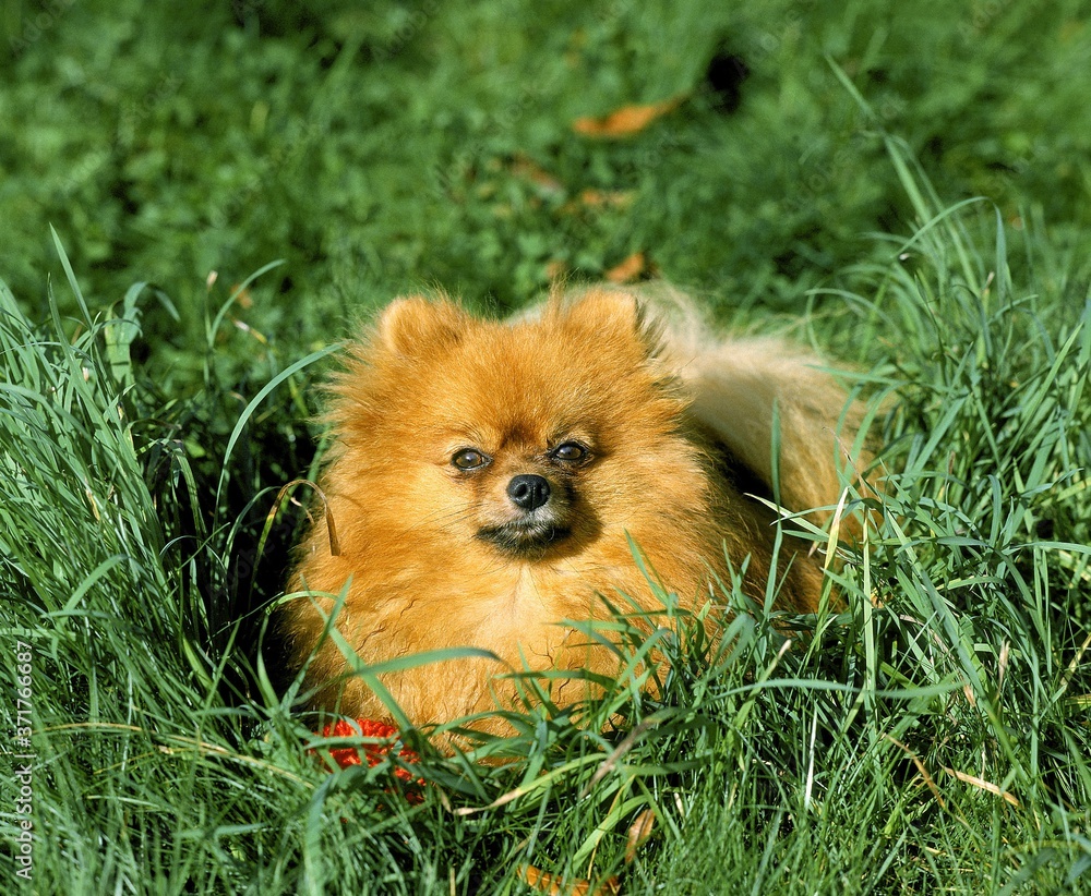 Miniature German Spitz Dog laying on Grass Miniature German Spitz Dog laying on Grass