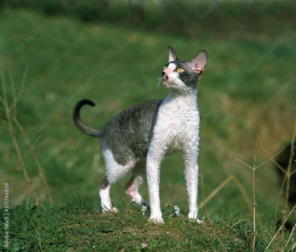 Obraz premium Cornish Rex Domestic Cat