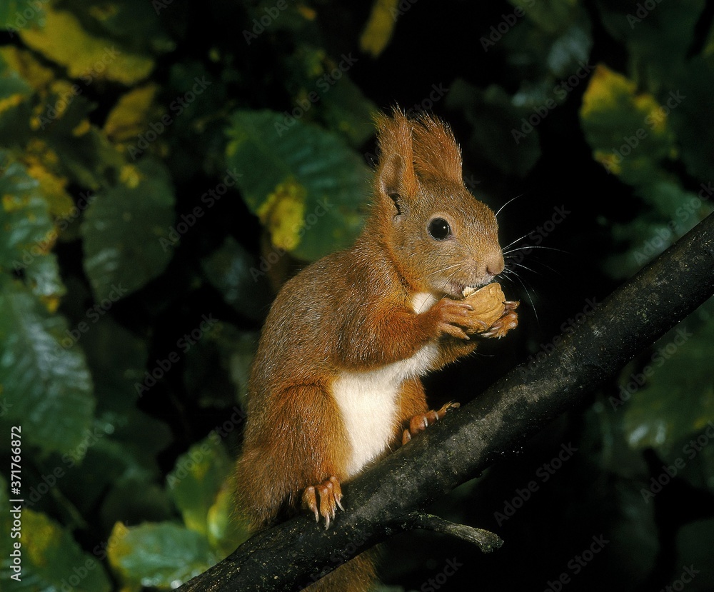 Fototapeta premium Red Squirrel, sciurus vulgaris, Adult standing on Branch, Eating Walnut