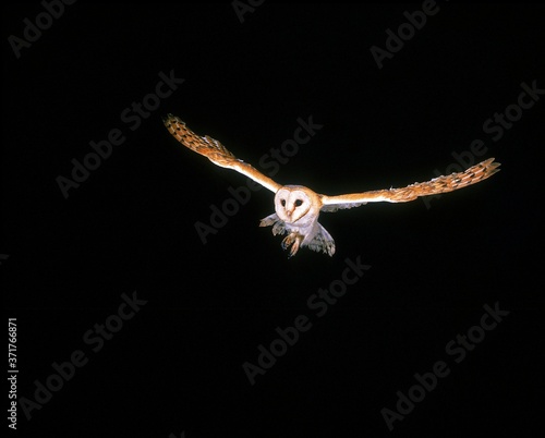 Barn Owl, tyto alba, Adult in Flight © slowmotiongli