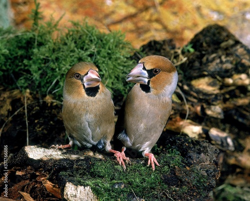 Hawfinch, coccothraustes coccothraustes, Pair photo