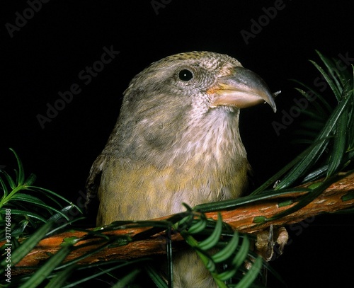 Red Crossbill or Common Crossbill, loxia curvirostra photo