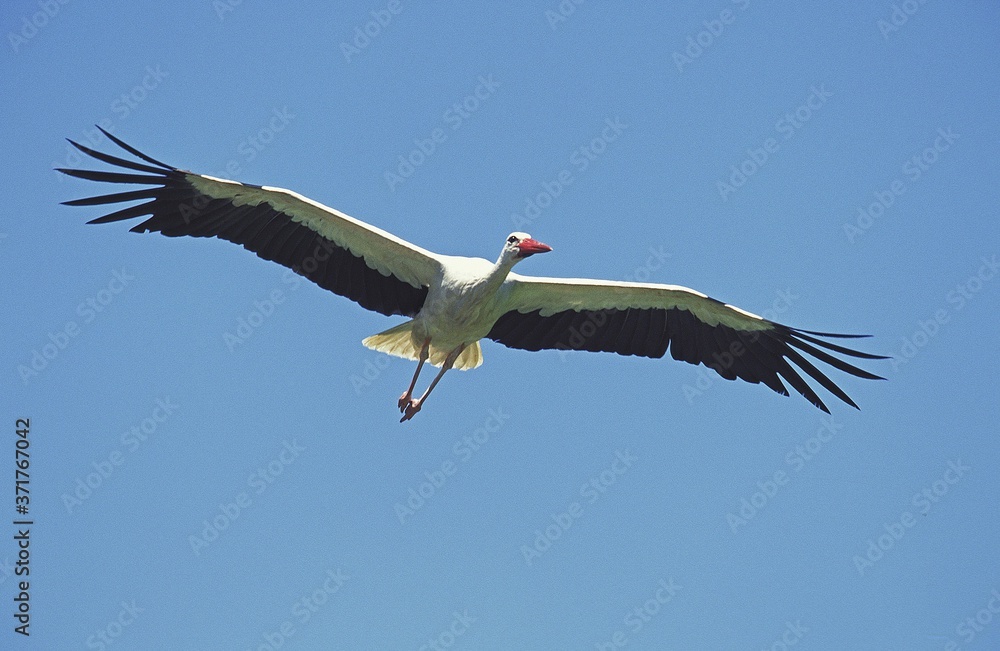 Obraz premium White Stork, ciconia ciconia in flight