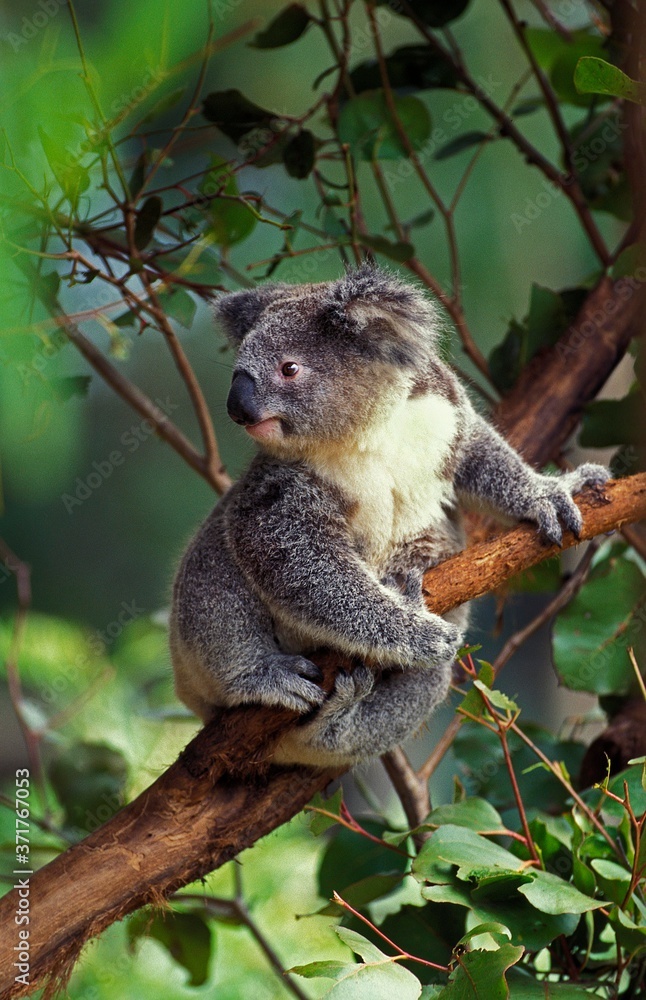 Obraz premium Koala, phascolarctos cinereus, Adult standing on Branch