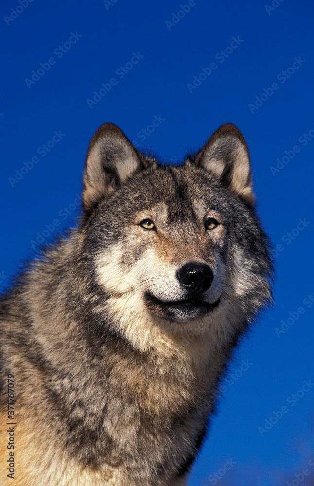 North American Grey Wolf, canis lupus occidentalis, Portrait, Canada