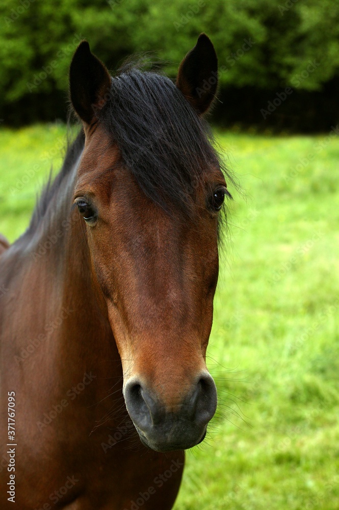 Portrait of French Saddle Pony Portrait of French Saddle Pony