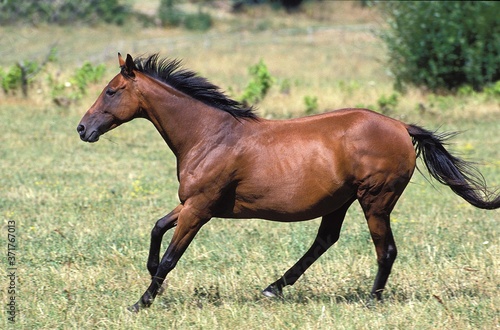 Anglo Arab Horse Galloping