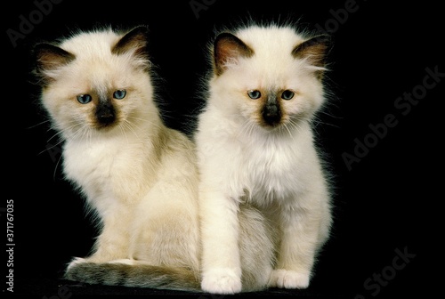 Birmanese Domestic Cat, Kitten sitting against Black Background