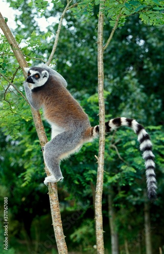 Ring Tailed Lemur, lemur catta, Adult climbing down Tree