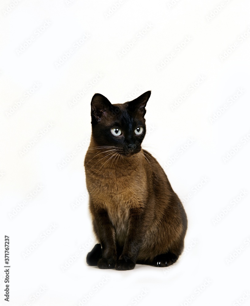 Tonkinese Domestic Cat sitting against White Background