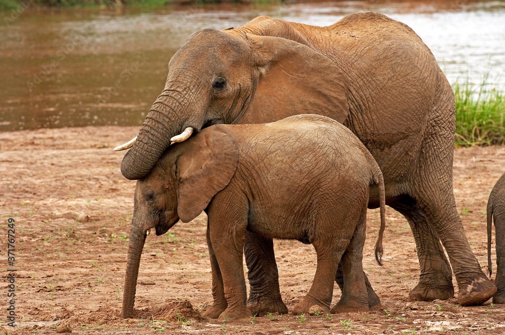 Fototapeta premium African Elephant, loxodonta africana, Young with Calf in Masai Mara Park, Kenya