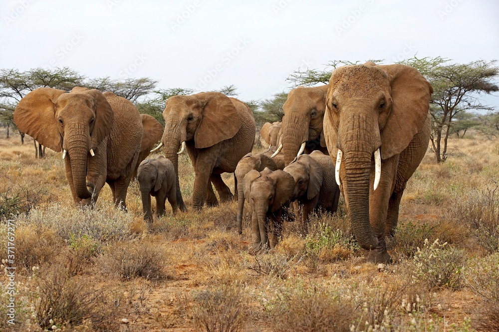 Fototapeta premium African Elephant, loxodonta africana, Herd in Masai Mara Park, Kenya