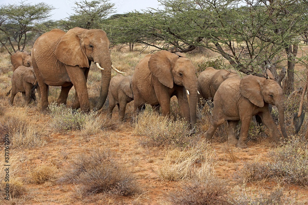 African Elephant, loxodonta africana, Herd in Masai Mara Park, Kenya African Elephant, loxodonta africana, Herd in Masai Mara Park, Kenya